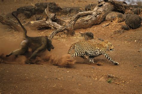 Image result for Baboon Vs Predator