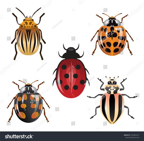 Various Types Ladybugs Ladybug Different Types: vector de stock (libre ...