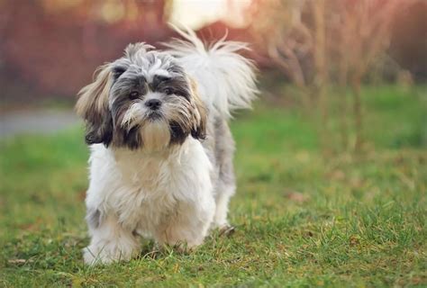 Shih Tzu Lifespan Facts You Should Know | PawLeaks