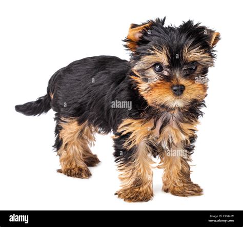 Can I Walk My 2 Month Old Puppy