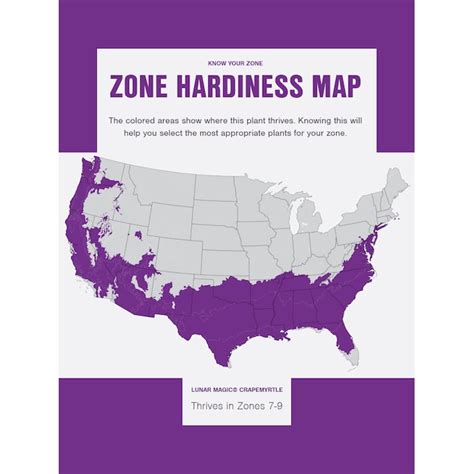 First Editions 7-Gallons White Flowering Lunar Magic Crape Myrtle In ...