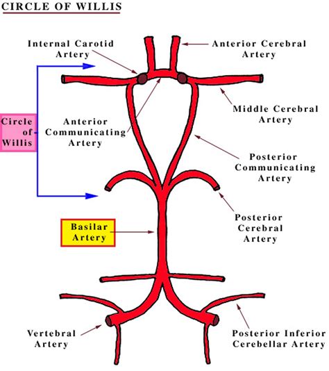 Basilar artery anatomy, aneurysm, thrombosis, hypoplasia, dolichoectasia & basilar syndrome