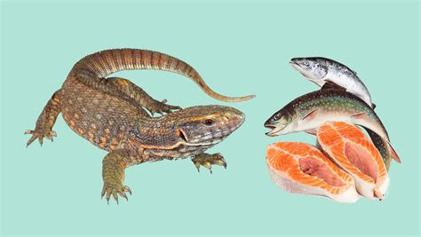 Can Savannah monitors eat fish? - Pets With Scales