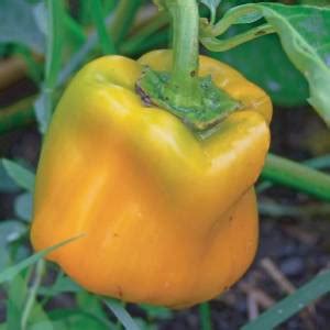 Image result for Springbok No. 1