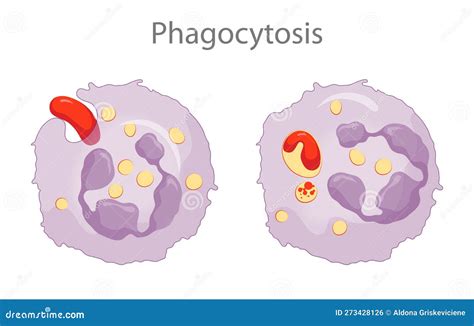 Phagocytosis is the Process in Which a Cell Engulfs a Particle and Digests it Stock Illustration ...