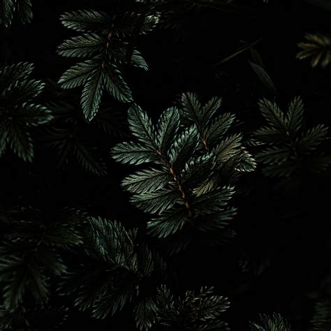 Download wallpaper 2780x2780 leaves, branches, dark, green, plant ipad ...