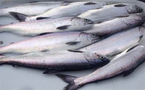 Salmon Fishing | with unReel Queenstown