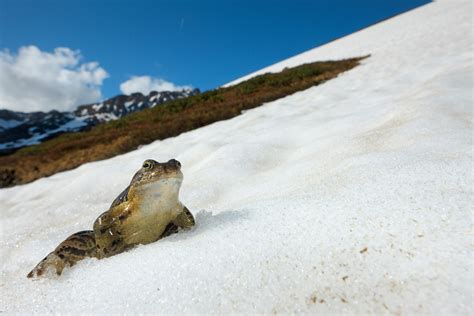 Indomitable Snow Frogs | National Geographic