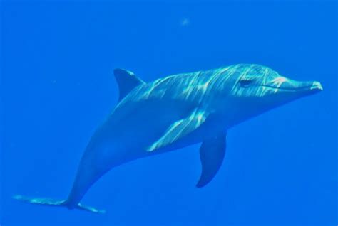 Dolphin 的图像结果