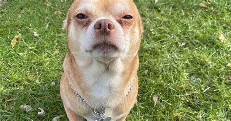 Brutally honest adoption post for 'demonic Chihuahua' goes viral | FOX ...
