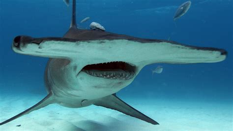 Hammerhead Shark Attack