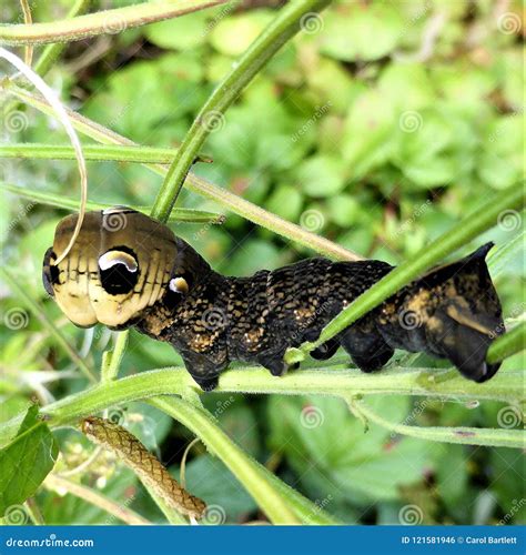 Elephant Hawk Moth Caterpillar Deilephila Elpenor Stock Photo - Image ...