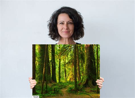 Lush Green Deep Forest With Sunlight Large Print - Pacific Northwest ...