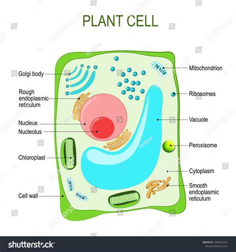 Plant Cell Diagram Labeled Bbc Bitesize at Roscoe Ramirez blog
