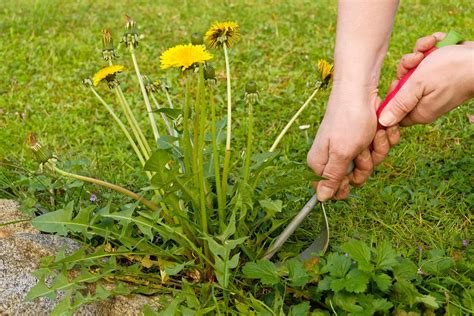 How To Get Rid of Dandelions in Your Lawn | Family Handyman