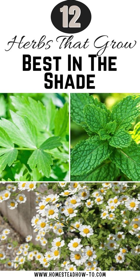 Best 13 12 Herbs That Grow Best In The Shade – Artofit