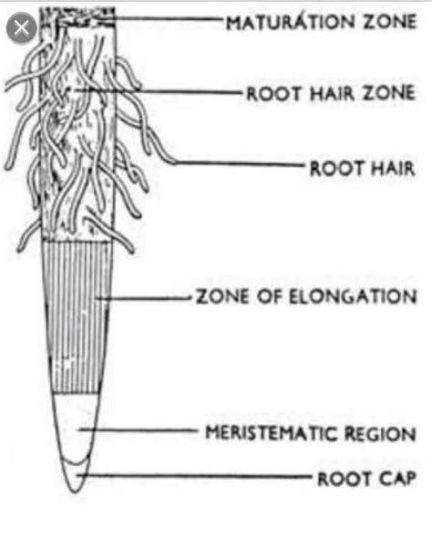 Labelled diagram of root hair - Brainly.in