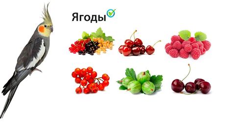 Чем кормить кореллу в домашних условиях: корма, овощи и фрукты