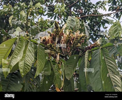 Ice-cream-bean (Inga edulis Stock Photo - Alamy