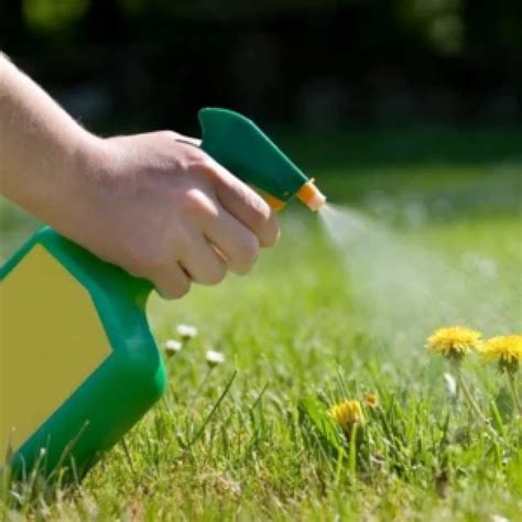 Zyme Granule Manufacturers In Prayagraj - Silver Sine Bio Tech