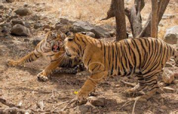 Ecstatic 2 Days 1 Night Ranthambore National Park Wildlife Tour Package ...