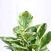 Ugaoo Peperomia Variagated Live Plant With Self Watering Pot : Amazon ...