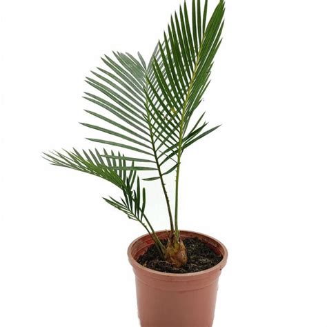 Plant Care & Tips - Seedlings India