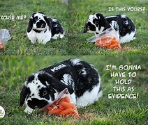 Image result for Police Bunny