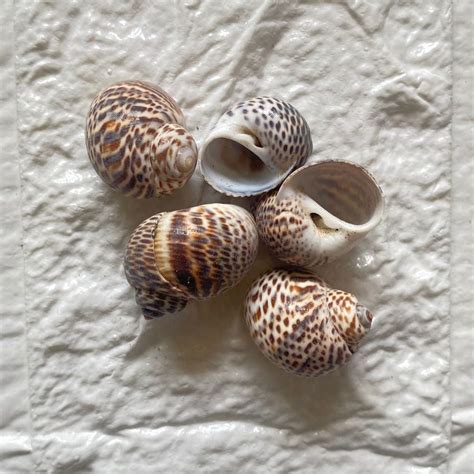 Atlantic Natica Shells