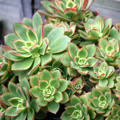 Aeonium Haworthii Pinwheel