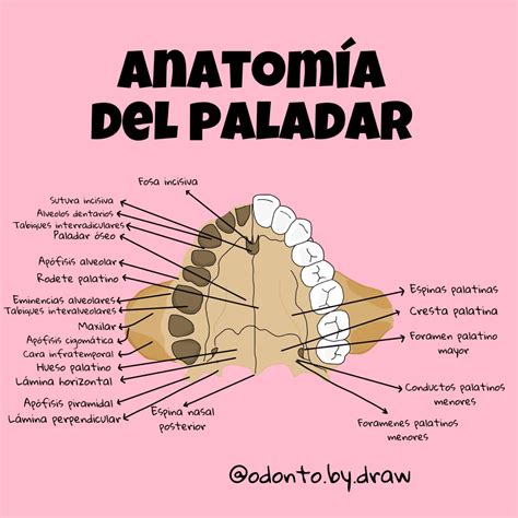 Anatomía del maxilar | Escuela de higiene dental, Anatomía dental ...