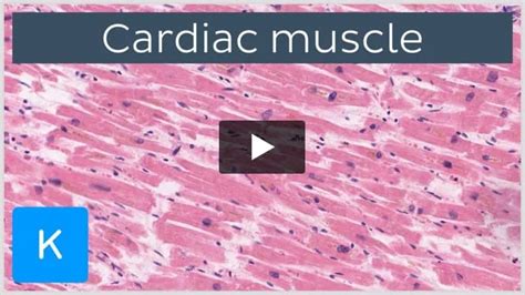 Cardiac Muscle Structure 的图像结果