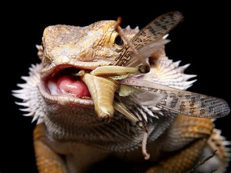 Bearded Dragon Eating Mice