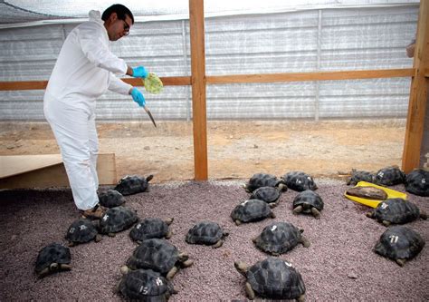 Dozens of endangered turtles hatch on Galapagos Islands