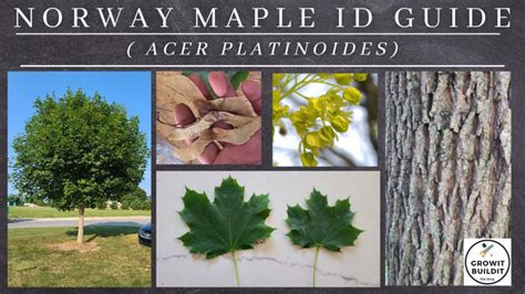 Image result for Maple Tree Identification Guide