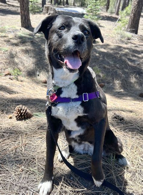 Truckee-Tahoe Humane Society Pet of the Week: Pearl | TahoeDailyTribune.com