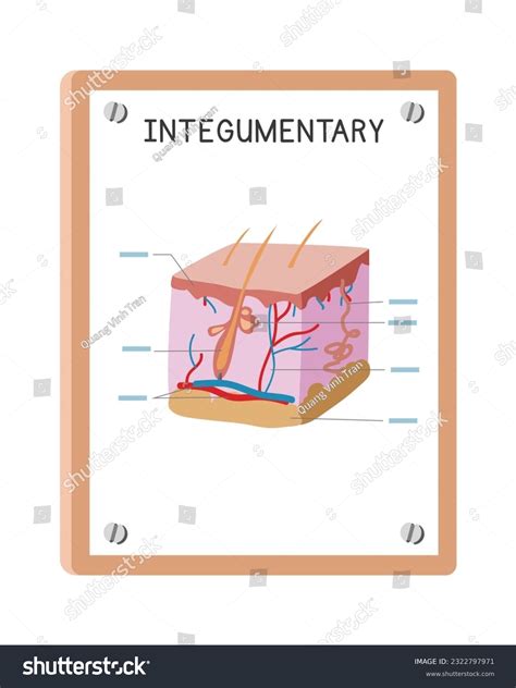 Integumentary System Diagram Photos and Images & Pictures | Shutterstock