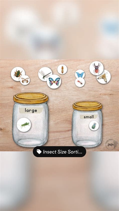 Image result for Insect Sorting