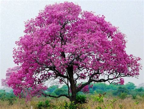 Buy Green Paradise Pink Trumpet Tabebuia rosea Dwarf Tree (1 ) Online ...