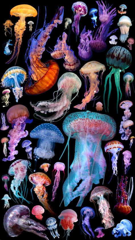 JELLIES #jellyfish #sealife #fyp | Jellyfish art, Jellyfish pictures ...