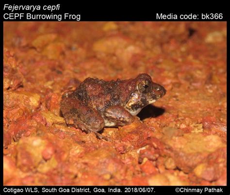 Minervarya cepfi Garg & Biju, 2017 - CEPF Burrowing Frog | Amphibians