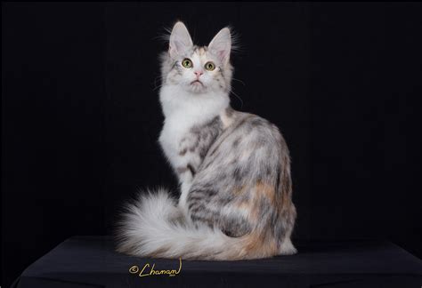 Silver Tabby Turkish Angora