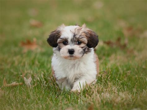 Top 10 Cutest Small Dog Breeds On The Planet Top10nscom Top 10 Best