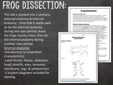 Image result for Dissecting a Frog Lab