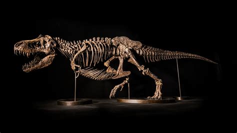 T Rex Dinosaur Bones