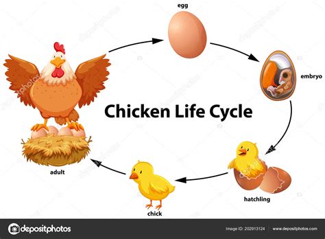 Chicken Life Cycle Diagram Illustration Stock Vector Image by ...