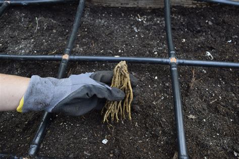 Planting Asparagus Roots How To Grow Asparagus Plantinfo