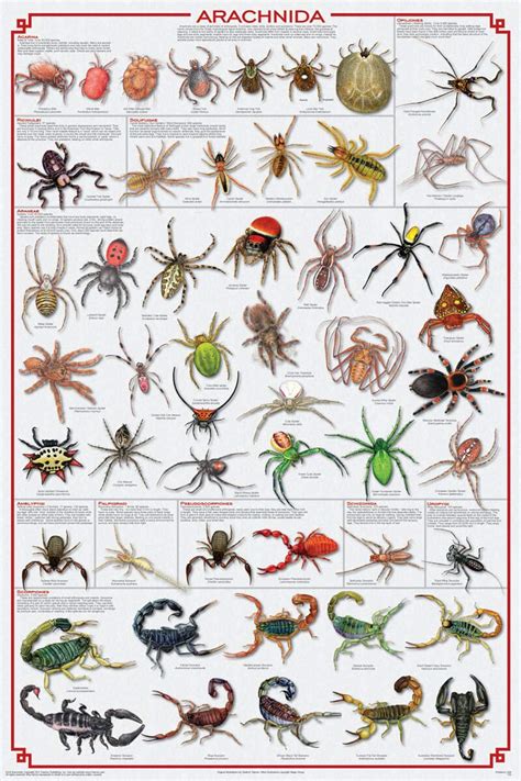 Buy Laminated Arachnida - Spiders, Scorpions, Ticks and More ...