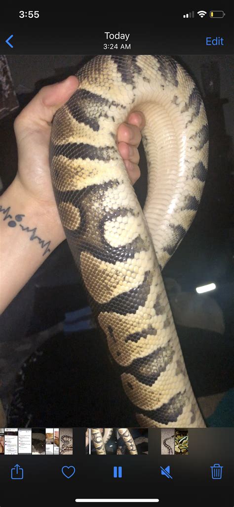 Ball Python Pregnancy 的图像结果