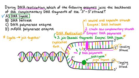 Image result for DNA Polymerase Function